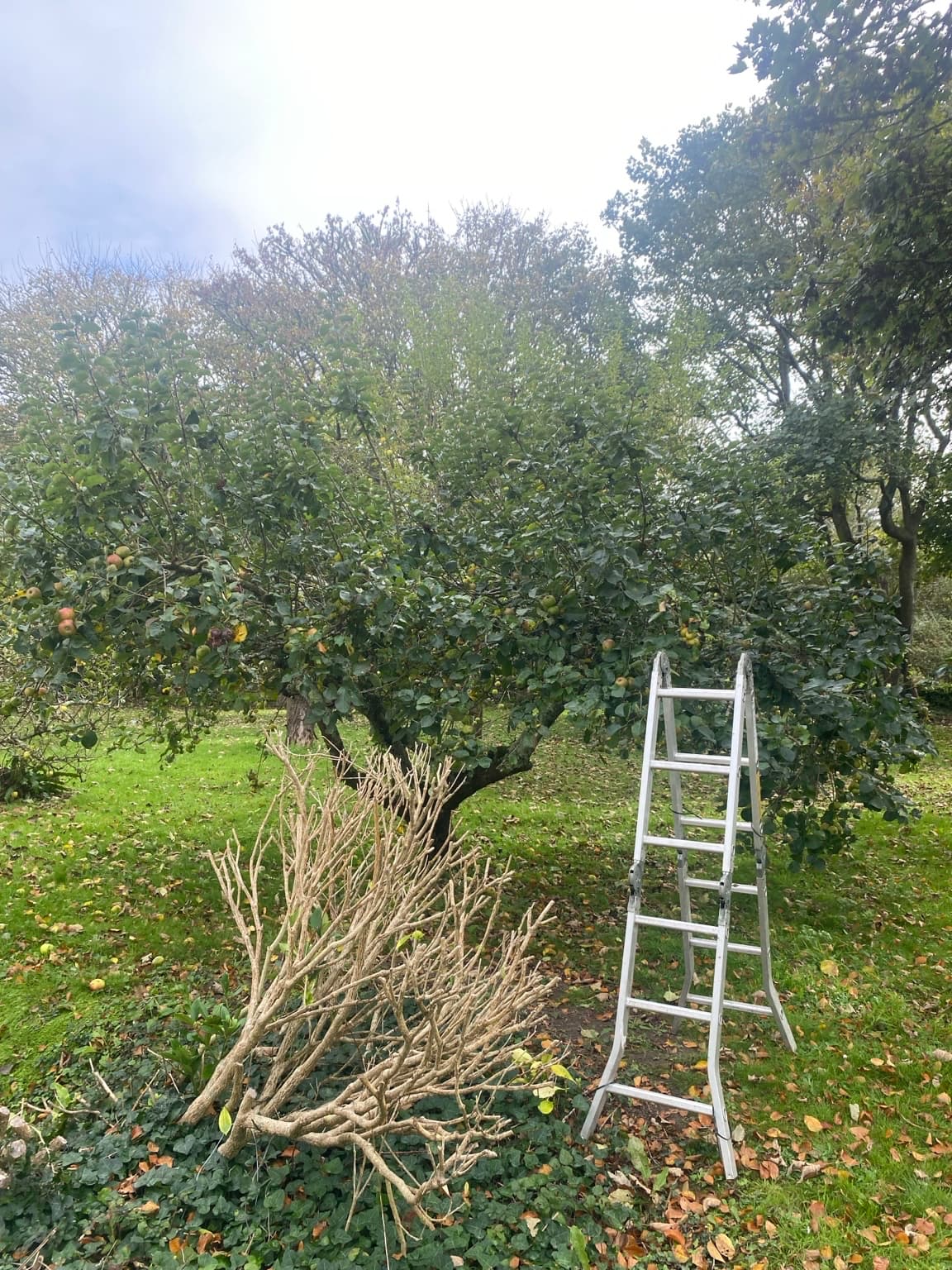 Apple tree pruning by GreenThumb Gardening in a South East Cornwall garden