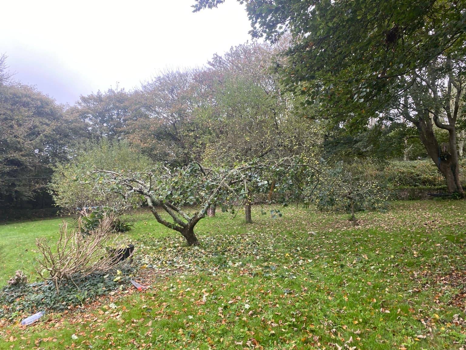 Orchard after pruning and clearing of cut material in South East Cornwall